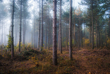 Morning fog in the deep dark forest. Foggy trees in the forest, Hungary
