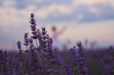 Lavander