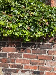ivy on the wall