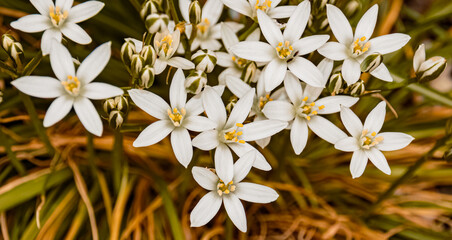 Ornithogalum umbellatum, garden star of Bethlehem, near Bad Griesbach, Bavaria, Germany