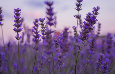 Lavander