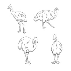 Hand drawn black and white Cassowary isolated on white background. Vector illustration in retro style.