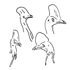 Hand drawn black and white Cassowary isolated on white background. Vector illustration in retro style.