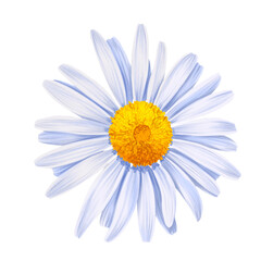 drawing flower of daisy, marguerite isolated at white background , hand drawn botanical illustration