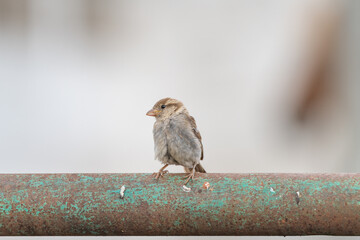 A tree sparrow sits on a perch outdoors.
