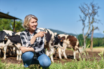 mature woman worker at cow livestock farmers on the background of cows