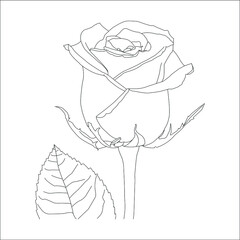 Line art coloring book page with roses and leaves. Vector illustration, coloring, Vector outline flowers.