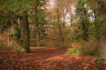 Autumn in the forest