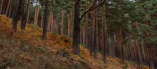 Forest of Scots pine tree, Pinus sylvestris. Photo taken in the Hueco de San Blas Valley, a very...