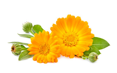 Calendula. Flowers  isolated on white background.