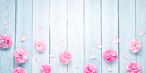 Pink roses on blue wooden planks background