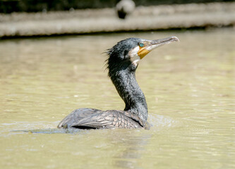 Cormorant