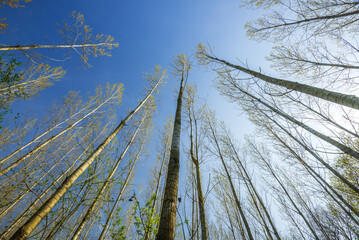 Fototapeta premium Green foliage in the spring forest with the Sun, Hungary