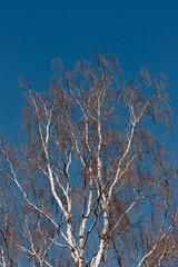 Up view. Birch without leaves under the blue summer sky.