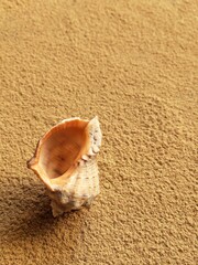 Sea shell on the sand with copy space. Background with rapana shell. Summer backdrop. Clam house.