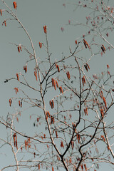 tree branch with red buds on a warm sunny spring day under a blue sky.