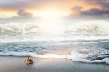 Ghost crab,Ocypode or Ocypodidae on sandy beach with splashing sea waves. - obrazy, fototapety, plakaty