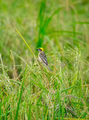 Beautiful yellow headed baya weaver or Asian golden weaver birds in the rice field selective focus images.