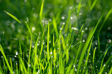 Fototapeta na wymiar Macro grass with a drop from the rain, gentle focus. Blurred background of green forest with natural bokeh. Abstract beautiful backdrop for text. Morning sun in the meadow. Green leaves and fresh dew