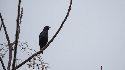 Black Starling on a branch
