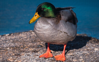 the mallard Duck on a rock