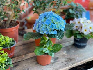 Beautiful blooming pink and blue Hydrangea flowers garden plants in flowers pots in a flower shop close up, floral wallpaper with potted Hortensia flowers
