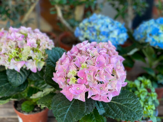 Obraz na płótnie Canvas Beautiful blooming pink and blue Hydrangea flowers garden plants in flowers pots in a flower shop close up, floral wallpaper with potted Hortensia flowers