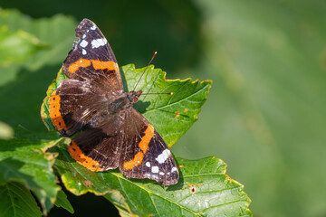 Fototapeta na wymiar Red admiral butterfly (Vanessa atalanta) perched on a leaf in early summer.