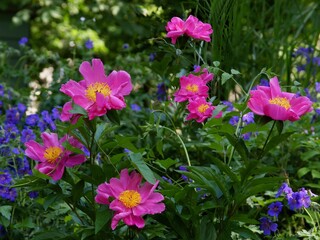 Fototapeta premium redflowers of peony in the garden close up