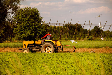 farmer on a tractor sows surrounded by white gulls. farm work, season