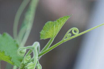 Young melon sprouts are growing.
