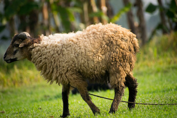Portrait images of a big sheep in the field with natural view backgrounds.