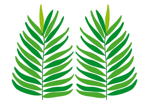 Hojas de helecho verde en fondo blanco.