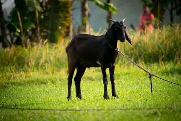 Portrait images of a black goat in the field with natural view background.