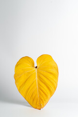 Philodendron Gloriosum leaf turning yellow with isolated white background.