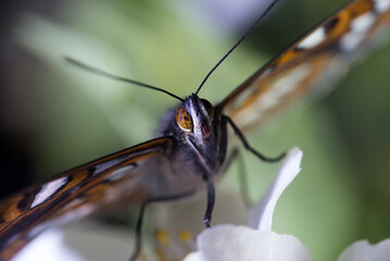 uno splendido esemplare di limenitis populi appena sfarfallato, una bella farfalla di colore nero si nutre di fiori d'arancio