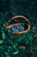 Blueberry. Wild berry.Gifts of nature. Healthy food. Forest