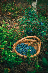 Blueberry. Wild berry.Gifts of nature. Healthy food. Forest