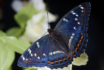 uno splendido esemplare di limenitis populi appena sfarfallato, una bella farfalla di colore nero...