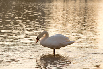 splendido cigno al tramonto in mare