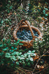 Blueberry. Wild berry.Gifts of nature. Healthy food. Forest