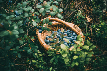 Blueberry. Wild berry.Gifts of nature. Healthy food. Forest