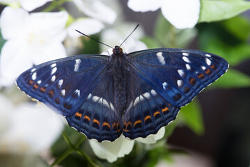 uno splendido esemplare di limenitis populi appena sfarfallato, una bella farfalla di colore nero...