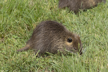 Ragondin dans l'herbe au bord de l'eau