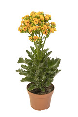 Kalanchoe