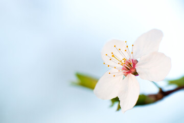 White flowers of cherry blossoms on a branch on a light background