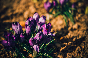 FLOWERS IN THE FOREST. 
FIRST SPRING FLOWER. SNOWDROPS.