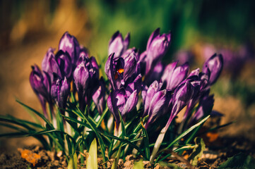 FLOWERS IN THE FOREST. 
FIRST SPRING FLOWER. SNOWDROPS.