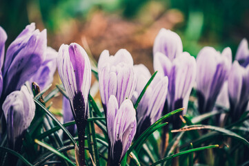 FLOWERS IN THE FOREST. 
FIRST SPRING FLOWER. SNOWDROPS.