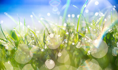 Close-up of morning dew or raindrops with bokeh and blur on green grass, against a blue sky background